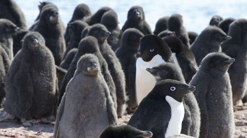 Antarktis-Konferenz: Neues Schutzgebiet ausgerufen Adeliepinguine und ihr Nachwuchs.
