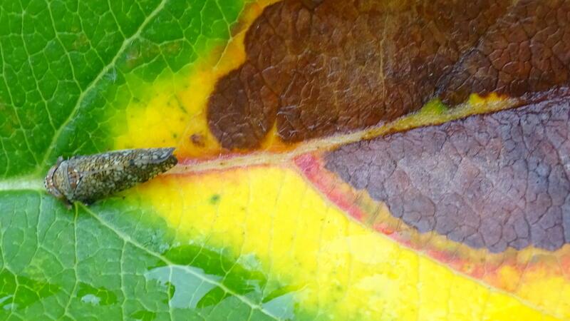 Neuer Schädling: „Tickende Zeitbombe“ für Obstbau im Alten Land Adulte Zikade mit Schadbild an der Niederelbe.