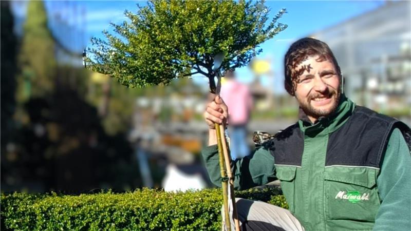 Ähnelt dem Buchbaum sehr: Jonas Maiwald mit einer Ilex-Crenata-Hecke und einem Ilex-Bäumchen.