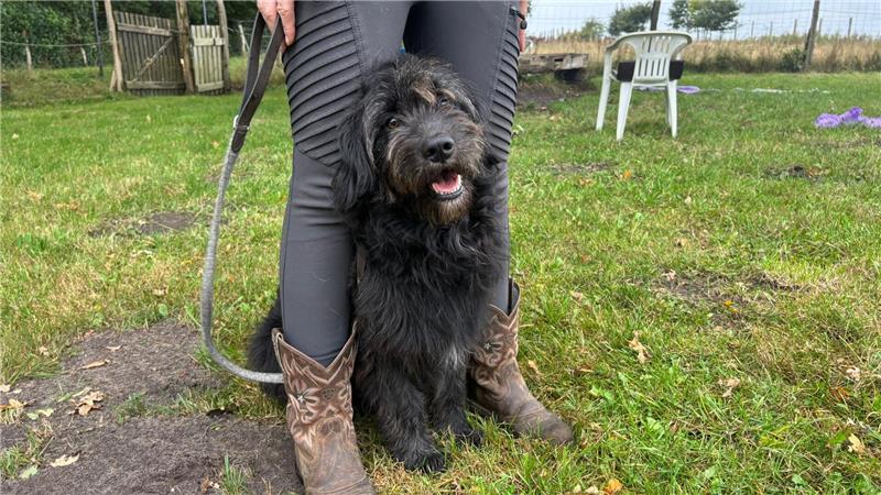 Helfer auf vier Pfoten: Wie Fred zum Assistenzhund ausgebildet wird Ähnlich wie beim „Deep Pressure“, sorgt diese Übung dafür, dass Freds Teampartner durch den Körperkontakt beruhigt wird.
