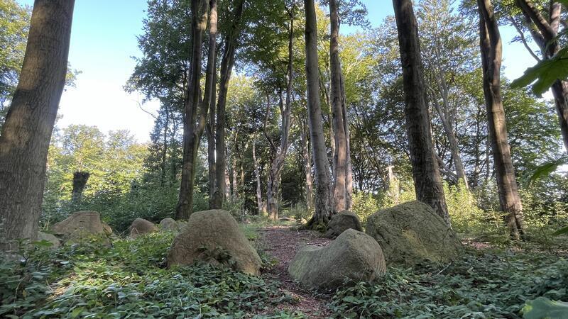 Älter als die Pyramiden: Unter mächtigen Buchen und Stieleichen liegen die 5500 Jahre alten Großsteingräber im Dohren zwischen Bliedersdorf und Grundoldendorf.