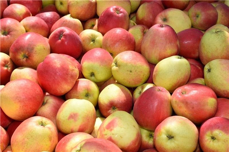 Äpfel aus dem Alten Land, aus Kehdingen und von der Stader Geest stehen bei den Verbrauchern hoch im Kurs . Foto: Vasel