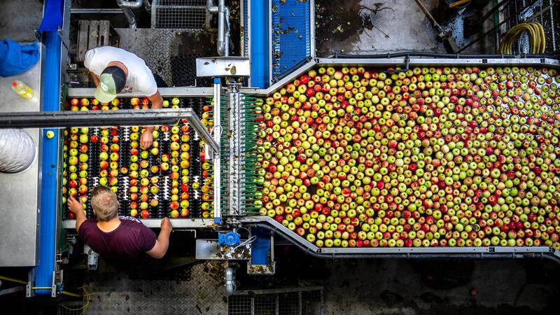 Nächstes Produkt im Supermarkt wird knapp und teurer Äpfel in einer Jorker Sortieranlage.