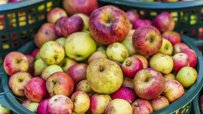 Nächstes Produkt im Supermarkt wird knapp und teurer Äpfel mit Macken: Nicht für die Direktvermarktung geeignet, aber umso besser für Apfelsaft.
