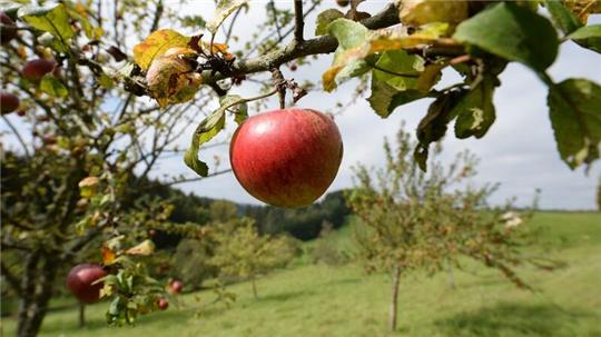 Äpfel sind auf einer Wiese mit Streuobstbäumen zu sehen.