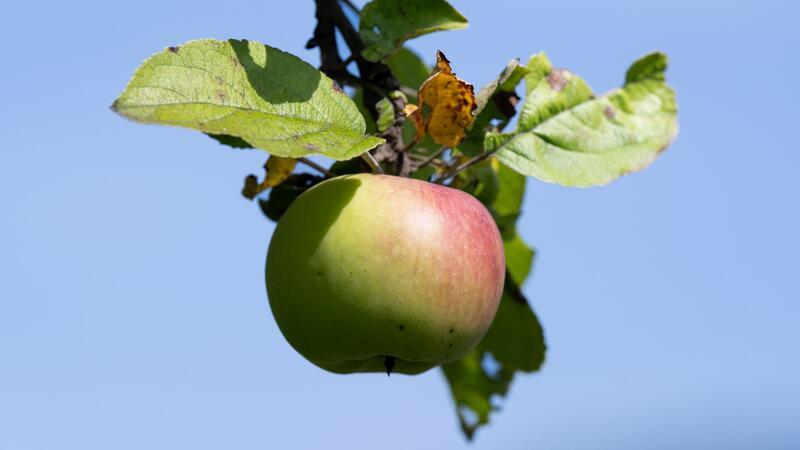 Geringe Apfelernte treibt Preise für Lebensmittel Äpfel von Streuobstwiesen werden bevorzugt zu Apfelwein verarbeitet. (Archivbild)