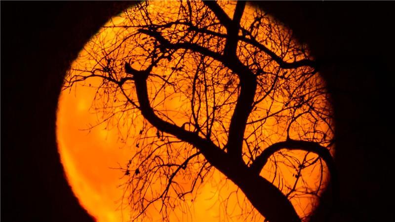 Äste eines Baumes sind vor dem rötlich leuchtenden und abnehmenden Mond am frühen Abend über der Landschaft bei Sieversdorf zu sehen.