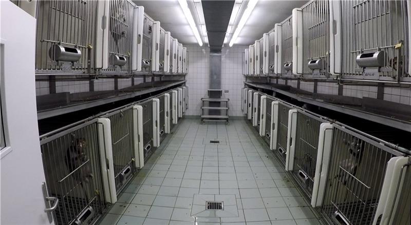 Affen sitzen in Einzelkäfigen im LPT in Mienenbüttel: Damit ist jetzt Schluss . Das Labor ist geschlossen. Foto: Soko Tierschutz/Cruelty Free International