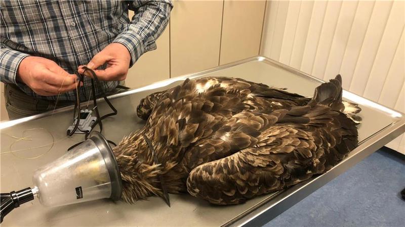 Geretteter Adler wird bald für Nachwuchs sorgen Agila wurde in der Wildtierstation Rastede erfolgreich operiert.Foto: pr