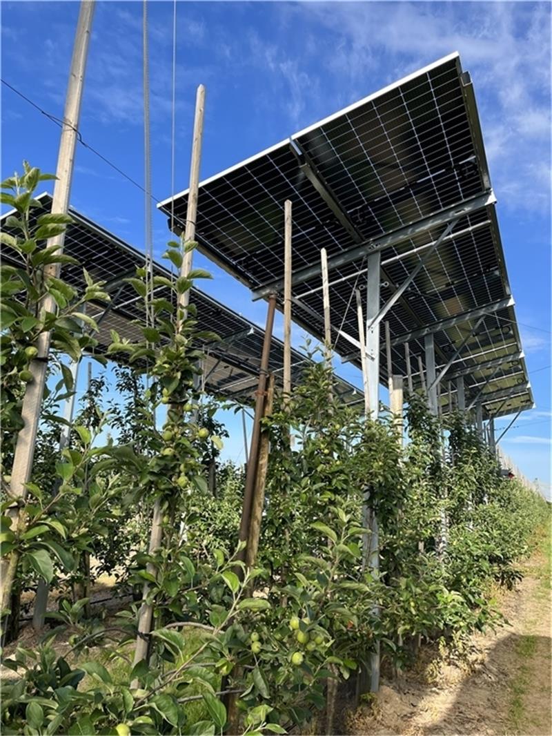 Agri-PV: Auf der Anlage des Obstbauzentrums Esteburg stehen seit 2022 erste Module. Untersucht wird, wie sich die Photovoltaik-Module auf die Erträge auswirken. Die PV-Technik könnte Äpfel, bei Montage auf Dächern wie bei der Süßkirsche, sogar vor Folgen des Klimawandels schützen – wie Starkregen, Hagel, Frost oder Sonnenbrand. Foto: Vasel