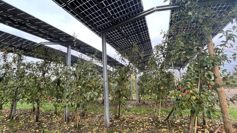 Solarstrom und Äpfel: Altländer wollen doppelte Ernte Agri-PV: Auf der Obstplantage an der Landesstraße 140 in Mittelnkirchen gibt es bereits eine Photovoltaik-Versuchsanlage.