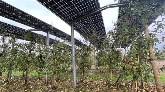 Agri-PV: Auf der Obstplantage an der Landesstraße 140 in Mittelnkirchen gibt es bereits eine Photovoltaik-Versuchsanlage.
