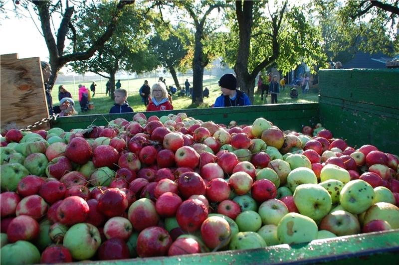 Vorbereitungen laufen: Das erwartet Besucher beim großen Ahlerstedter Apfeltag Ahlerstedter Grundschüler ernten seltene Apfelsorten. Fotos: Laudien