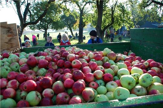 Ahlerstedter Grundschüler ernten seltene Apfelsorten. Fotos: Laudien