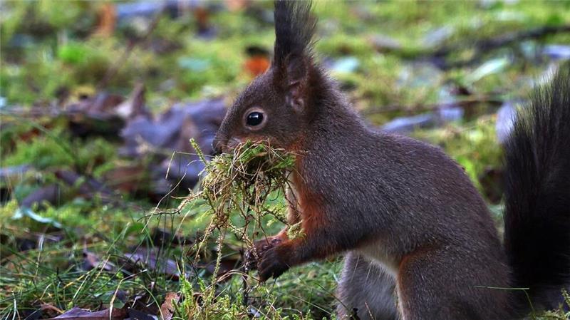 Aktion Eichhörnchen: Dieses Eichhörnchen sammelt in einem Garten in Kaufbeuren Moos für sein Nest.