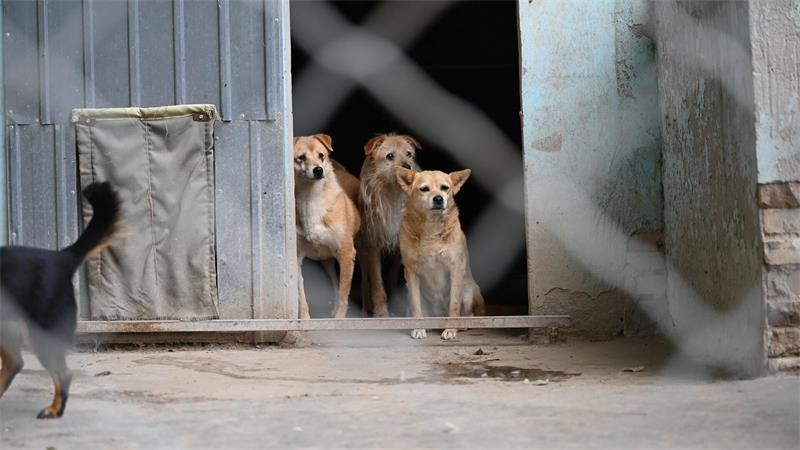 Fälle von Tierqual sorgen in China zunehmend für Aufschrei Aktivisten fordern schon länger ein landesweites Tierschutzgesetz für China. (Symbolbild)
