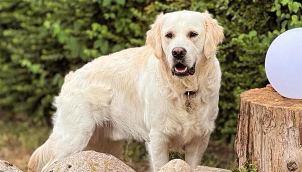 Alannah Webers Herz gehört Hund Hugo.