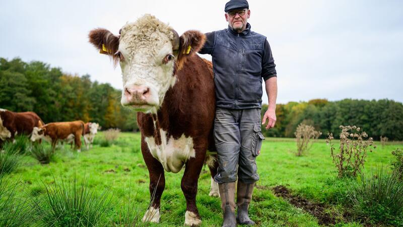 Leben und Schlachten auf der Weide in Lüneburger Heide Alexander Schmidt, Rinderzüchter, steht auf einer Wiese neben dem Hereford-Rind mit dem Namen Simba.