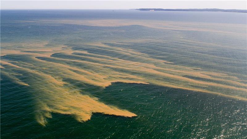 Die Ostsee schleppt eine schwere Nährstoffhypothek mit Algenblüten sind die Folge hoher Nährstoffeinträge in die Ostsee. (Archivbild)