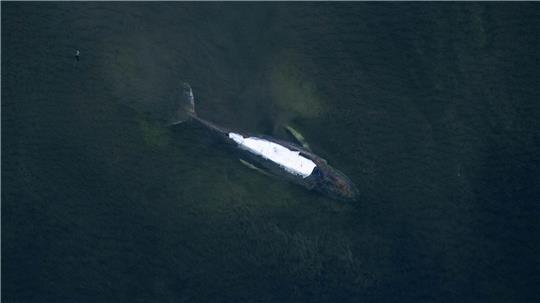 Alle Augen richten sich gen Ostsee. Doch nicht nur Wal Timmy hat Probleme.