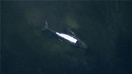 Alle Augen richten sich gen Ostsee. Doch nicht nur Wal Timmy hat Probleme.