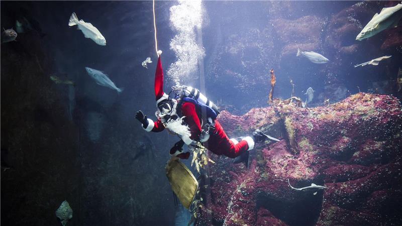 Alle Jahre wieder gibt es auch für die Fische im Großaquarium besondere Leckereien zum Nikolaustag.