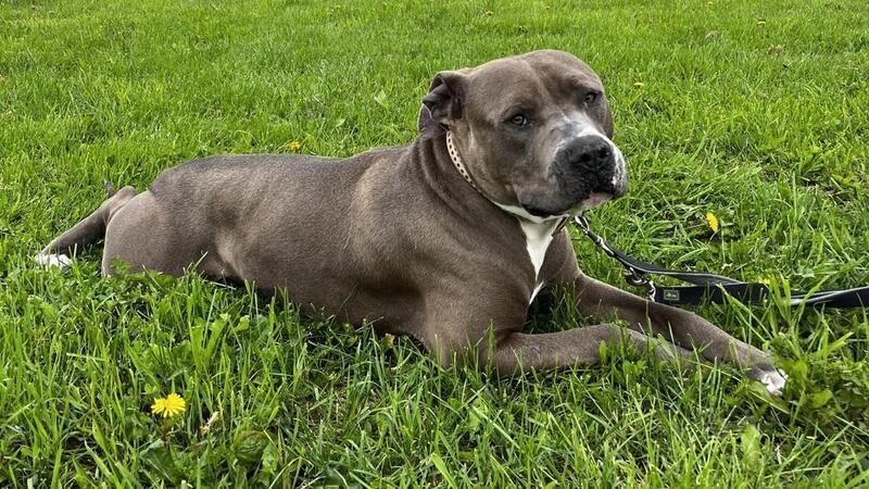 American Bulldog-Mischling sitzt seit Jahren im Tierheim Alle Viere von sich gestreckt - American Bulldog-Mix Herr Schneider ist auf der Suche nach einem Zuhause, in dem er jeden Tag den Rasen unter seinen Pfoten genießen kann.