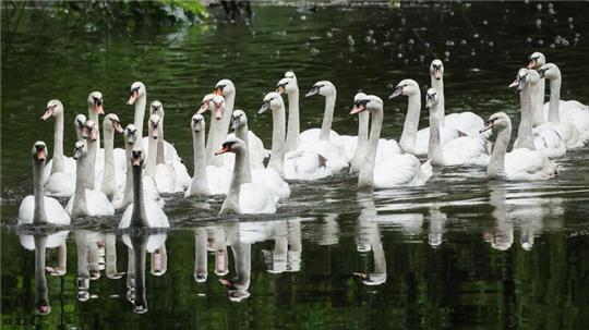 Alle gemeinsam zurück auf die Alster.