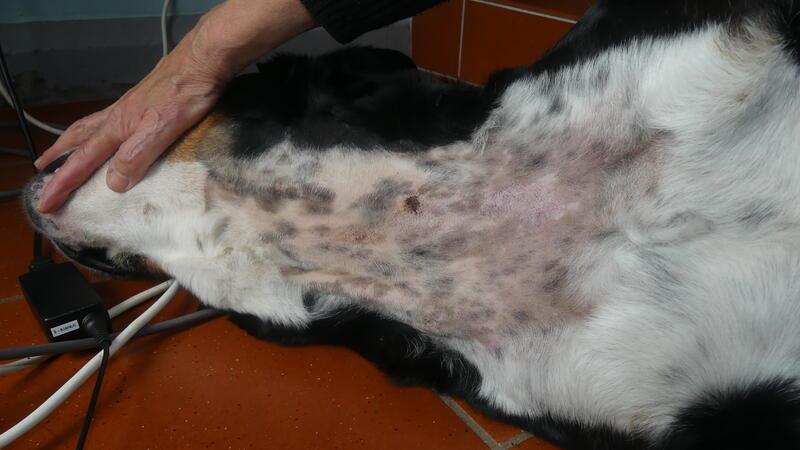 Freiburger Kangals beißen Hündin fast zu Tode und verletzen Besitzerin Allein am Hals erlitt Helene sechs Bissverletzungen.