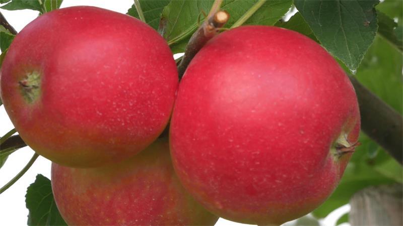 Apfelzüchter freuen sich über Auszeichnung: Ein Loblied auf den Pompur Allergikerfreundliche Äpfel von der Niederelbe hängen am Baum.