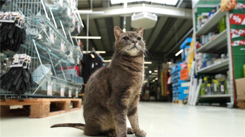 Alles im Blick - Katze „Lotti“ wohnt in einem  Baumarkt in Plön.