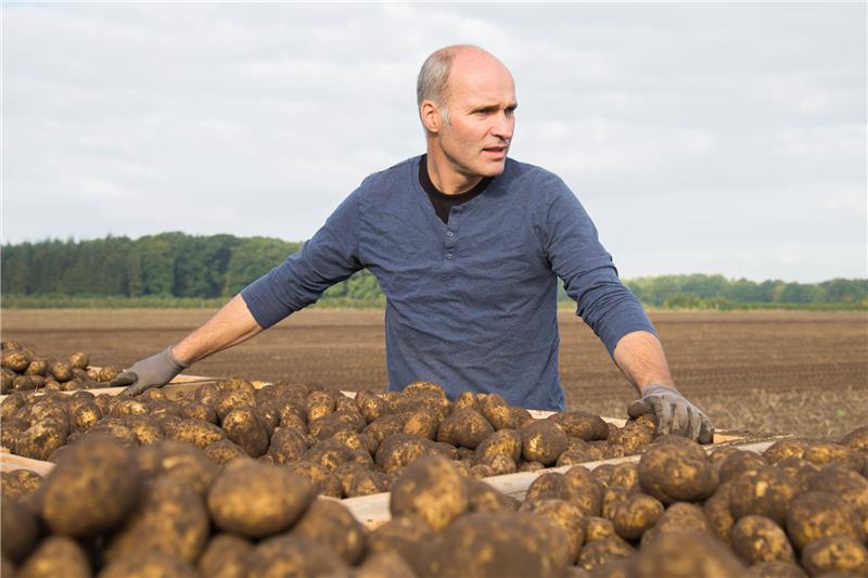 Alles im Griff: Agraringenieur Claus Tobaben ist bei gutem Wetter von morgens bis abends im Ernteeinsatz. Die Ernte startete gut, doch noch ist ein Drittel der Kartoffeln im Boden. Nach viel Regen in den vergangenen Tagen versuchen Mitarbeiter und Familie, jetzt wieder zu starten.  Fotos Lepél