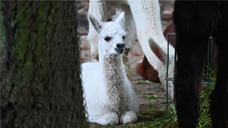 Ozzy, Carlos und Taio - Nachwuchs im Tierpark Hagenbeck Alpaka-Baby Carlos hat schneeweißes Fell.