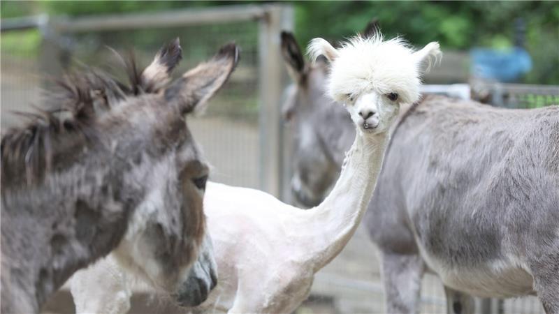 Alpaka Bonnie steht nach dem Frisörtermin mit Freunden im Gehege. Im Tiergehege Halberstadt gab es heute einen Frisörtermin für die Alpakas. J