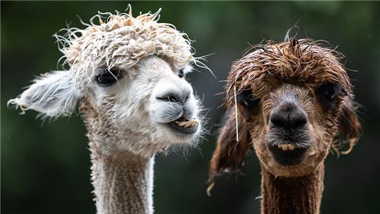 Alpakas stehen auf einer Weide im Braunlager Kurpark. Foto: Swen Pförtner/dpa