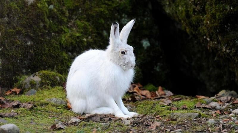 Alpenschneehase zum „Tier des Jahres“ gewählt Alpenschneehasen tragen im Winter weiße, luftgefüllt Haare und eine feine Unterwolle (Handout).