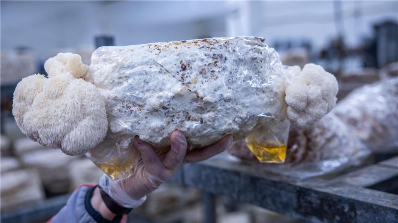 Als Kultur- und Heilpilz gewinne der Pilz zunehmend an Bedeutung und Bekanntheit, hieß es.