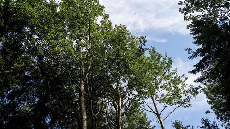 Dieser Baum bereitet den Boden für neuen Wald im Harz Als Pionierbaum bevölkern Zitterpappel karge Flächen zuerst.