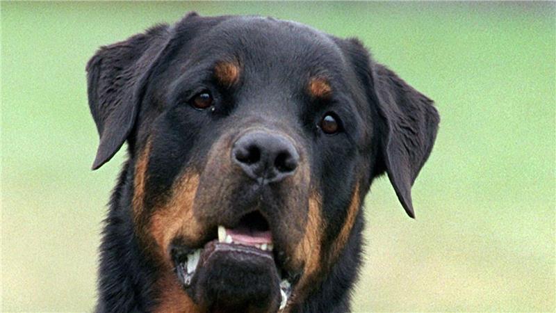 Als der Hund sich auf die Polizeibeamten zubewegt, erschießen die ihn gezielt (Symbolbild).
