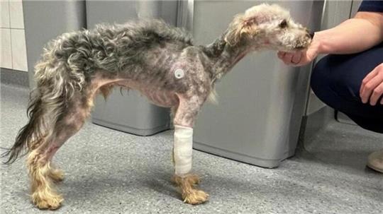Als er gefunden wurde, war der Hund in einem sehr schlechten gesundheitlichen Zustand.