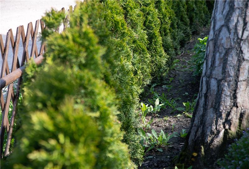 Als immergrüne Hecke eignet sich zum Beispiel die Thuja, auch Lebensbaum genannt. Von ihr gibt es mehrere Sorten, die das ganze Jahr hindurch grün sind. Foto: Andrea Warnecke/dpa-tmn