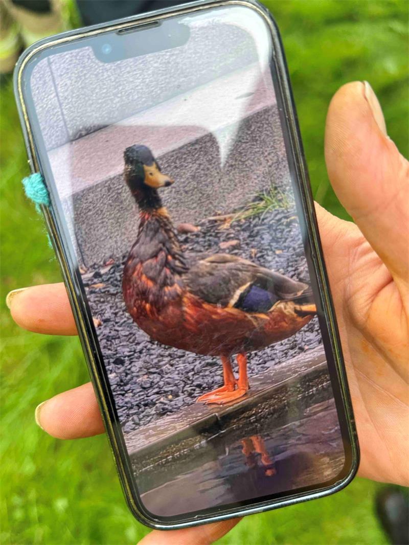 Als sich das Gefieder der Enten rot eingefärbt hatte, alarmierten Anlieger des Gewässers die Behörden.