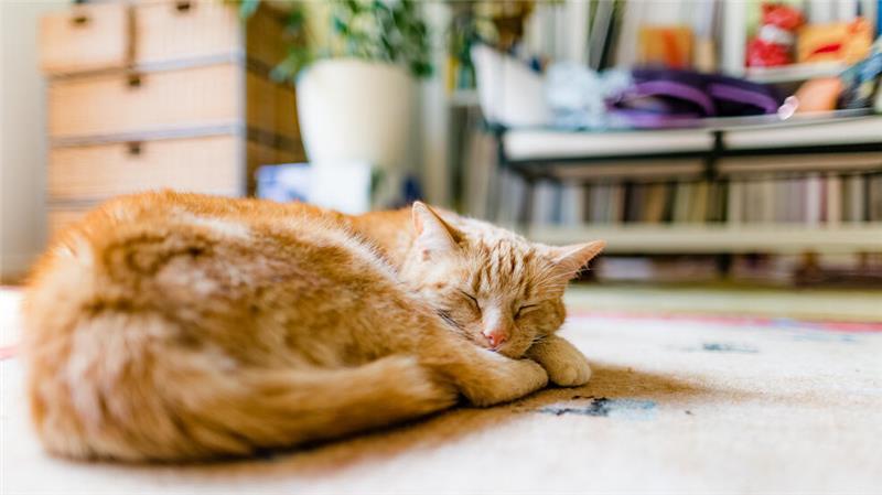 Meine Katze wird alt - wie kann ich sie unterstützen? Alt, aber noch längst nicht fertig: Ab dem Alter von zwölf Jahren gelten Katzen in der Regel als Senioren.
