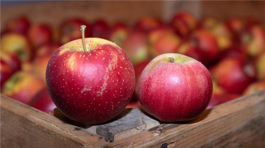 Alte Apfelsorten wie Wellant (links) und Berlepsch haben einen hohen Polyphenolgehalt, was sie zu idealen „Allergiker-Äpfeln“ macht.