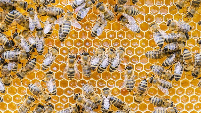 Alte Bienenstöcke können eine Gefahr für Honigbienen sein und müssen deshalb fachgerecht entsorgt werden. (Archivbild)