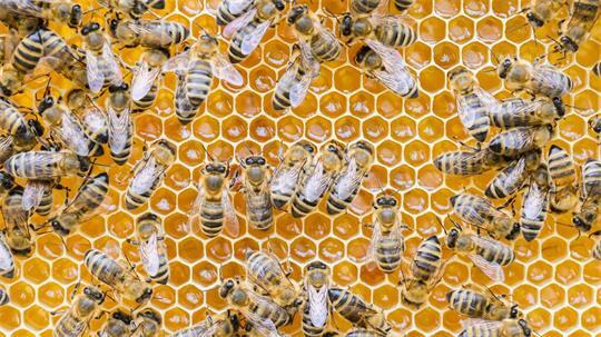 Alte Bienenstöcke können eine Gefahr für Honigbienen sein und müssen deshalb fachgerecht entsorgt werden. (Archivbild)