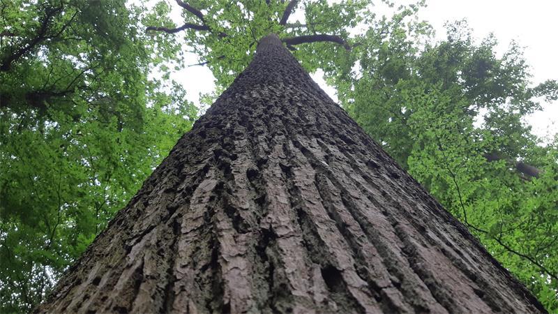 Alte Eichen sind für den Wald in Himmelpforten besonders wertvoll.
