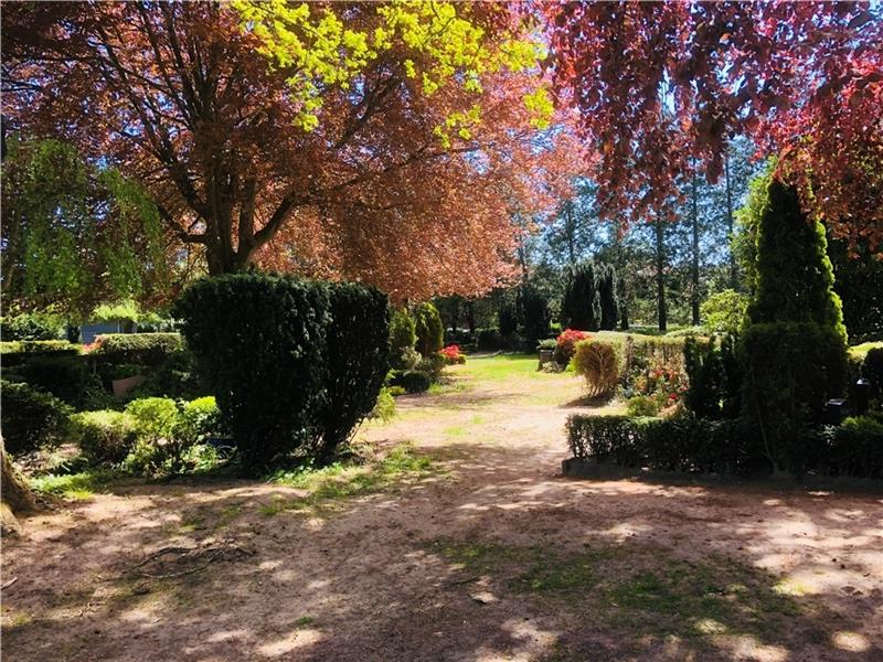 Stader Horstfriedhof erhält Plakette für Nachhaltigkeit Alte Rotbuchen breiten ihr schützendes Blätterdach auf dem Horstfriedhof aus. Foto: Klempow