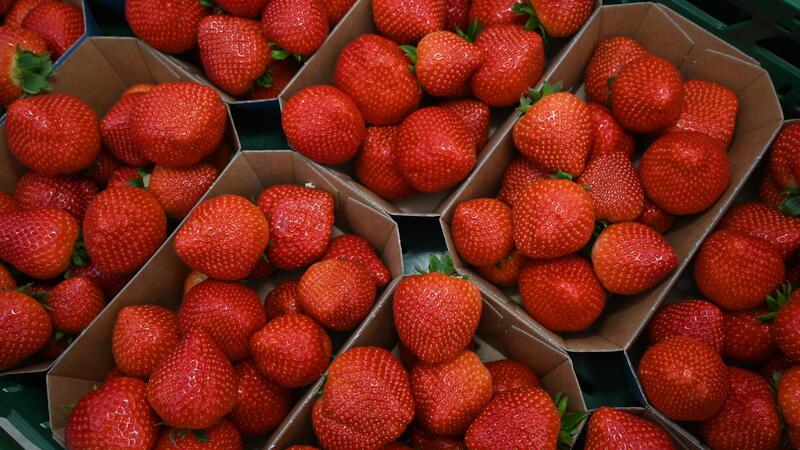 Altländer Erdbeeren - fertig für die Vermarktung.
