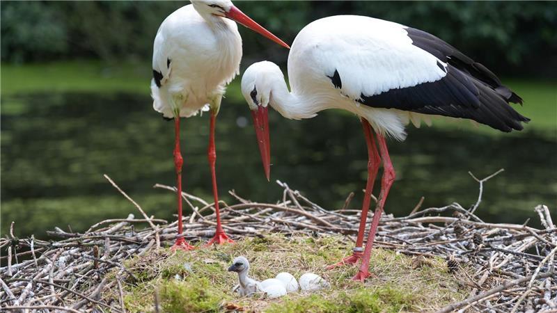 Altvögel helfen dem Nachwuchs bei der Nahrungsaufnahme.